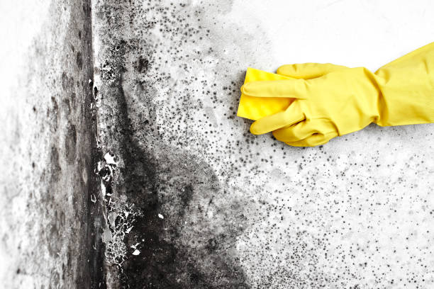 Best Mold Removal and Inspection  in Jermyn, PA
