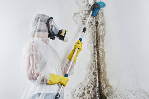 Mold Removal and Inspection in Jermyn, PA