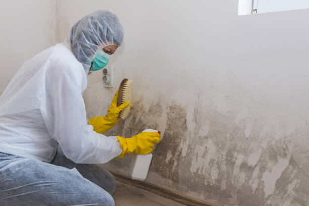Best Mold Testing  in Jermyn, PA