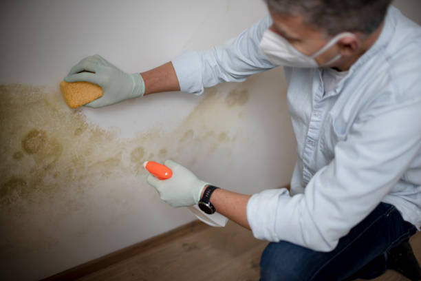Best Commercial Mold Removal  in Jermyn, PA