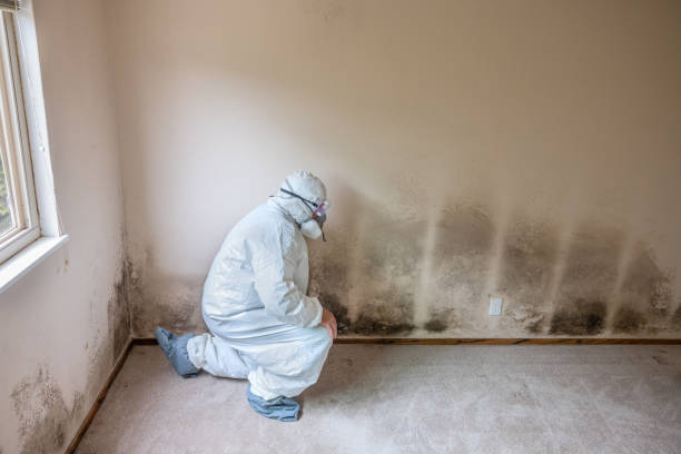 Best Affordable Mold Removal  in Jermyn, PA
